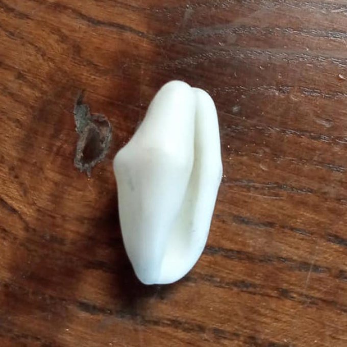 Souvenir des îles, coquillage sur argent.